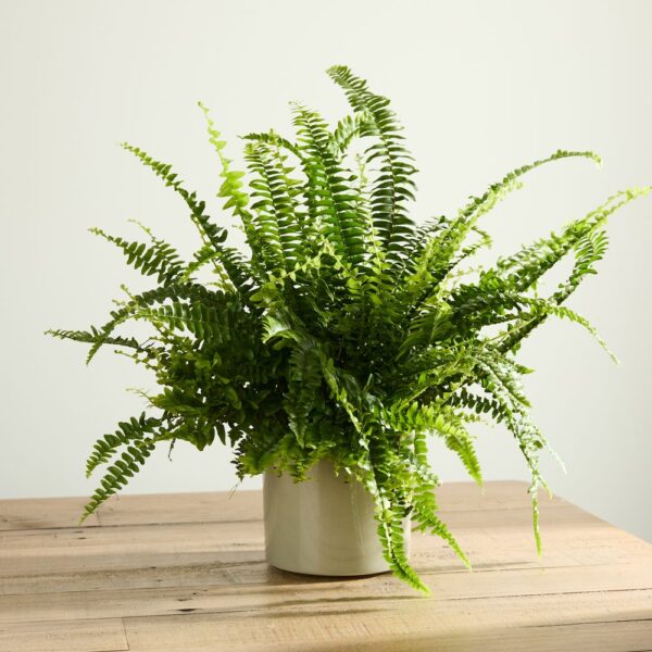 Boston Fern with Pot