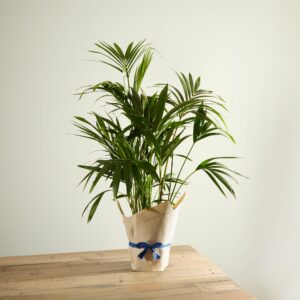 Kentia Palm