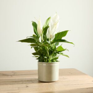 Peace Lily with Pot